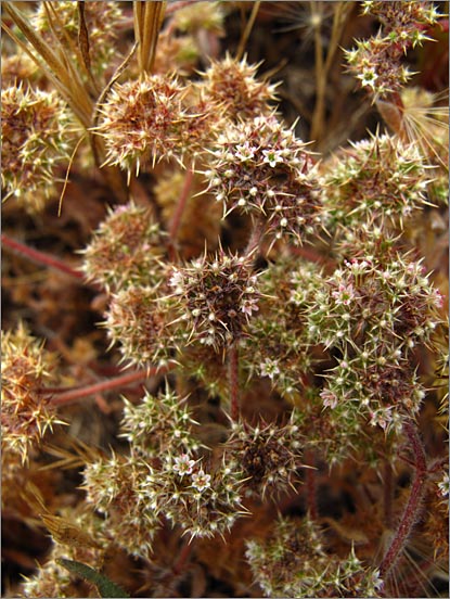 sm 424 Wooly Spine Flower.jpg - Wooly Spine Flower (Chorizanthe cuspidata var. villosa): Each flower was about 1/ 64" across. Listed as rare or threatened by the CNPS.